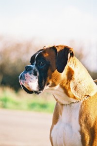 Amigo.3