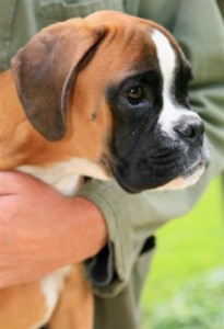Pups 3