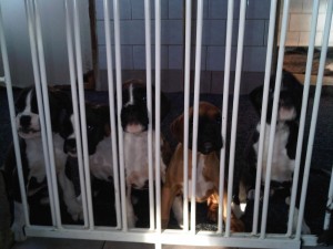 IMG02864-20111203-1352