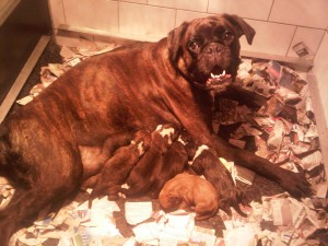 syl met pups