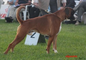 Torro v. Rusticana, jugendweltsieger 2012, Campionata dell' Anno 2012, Def. Noors Kampioen 2013. HD Vrij, Spondylose vrij en hart 0